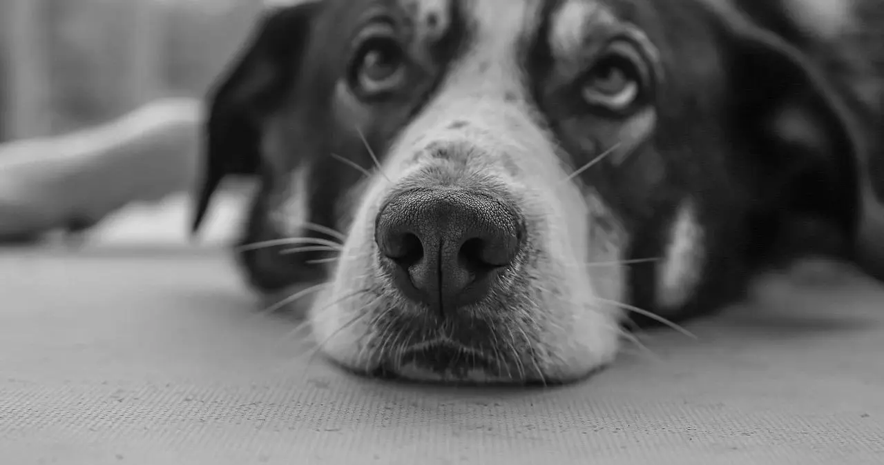 我的SM旅程:你了解亚文化中的那些秘密吗? 一